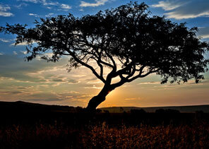 tree Compliance and Risk
