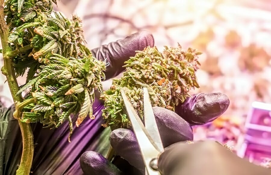 チェコ共和国と大麻